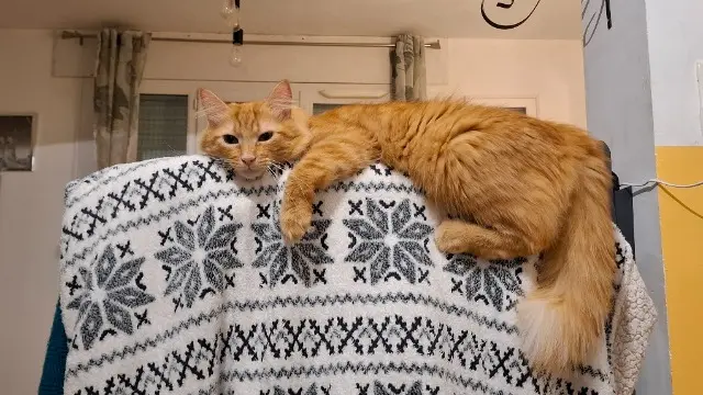 chat lost   83110 Sanary-sur-Mer Ziggy