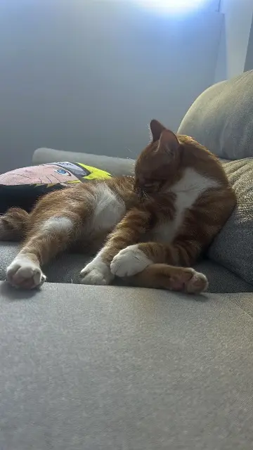 chat lost   83149 Bras Zizou