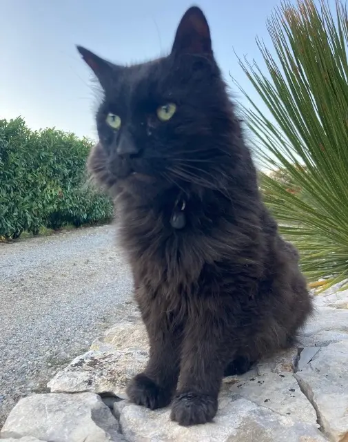 gatto perso 83440 Montauroux Zorro gatto lost 83440 Montauroux Zorro