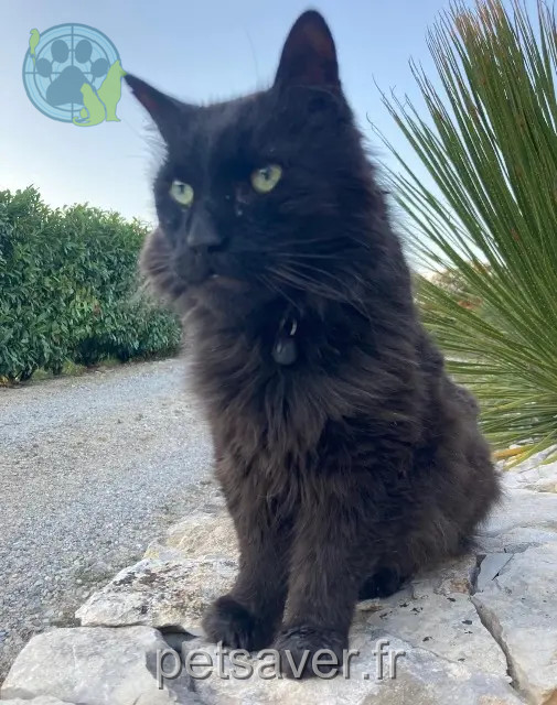 chat perdu 83440 Montauroux Zorro chat lost 83440 Montauroux Zorro