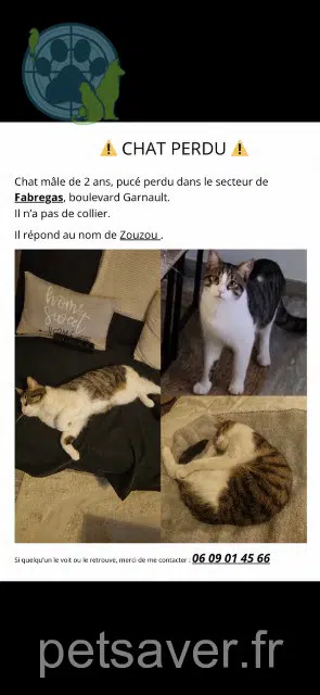 cat lost 83500 La Seyne-sur-Mer Zouzou cat lost 83500 La Seyne-sur-Mer Zouzou