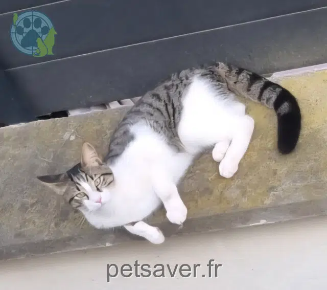 gato perdido 83500 La Seyne-sur-Mer Zouzou gato lost 83500 La Seyne-sur-Mer Zouzou