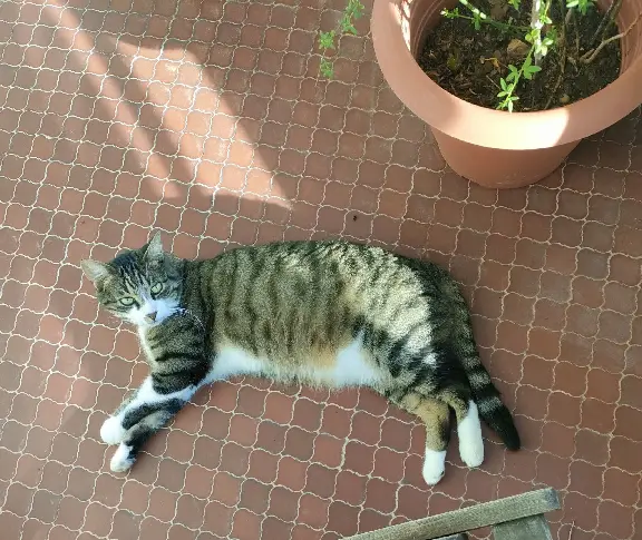 Chat Perdu 83 Var - Zouzou Chat Perdu 83 Var - Zouzou