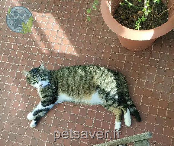 Chat Perdu 83 Var - Zouzou Chat Perdu 83 Var - Zouzou
