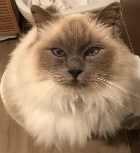 Chat Perdu 83 Var Chat Perdu 83 Var