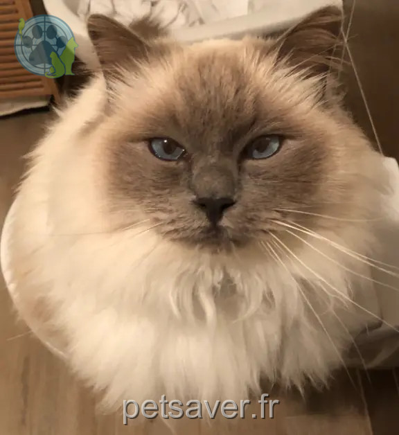 Chat Perdu 83 Var Chat Perdu 83 Var