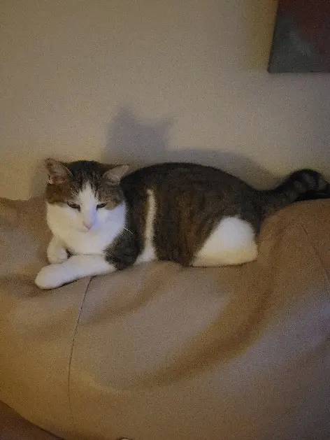 kater vermist Rocade du Belvédère 83140 Six-Fours-les-Plages kater lost Rocade du Belvédère 83140 Six-Fours-les-Plages