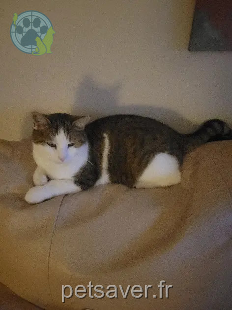 gato perdido Rocade du Belvédère 83140 Six-Fours-les-Plages gato lost Rocade du Belvédère 83140 Six-Fours-les-Plages