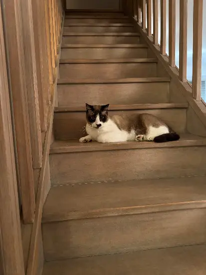 Chat Perdu 83 Var Chat Perdu 83 Var