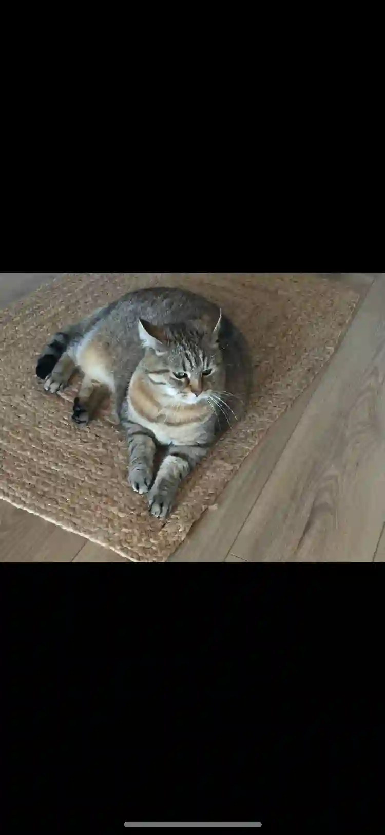 Chat Perdu 83 Var Chat Perdu 83 Var