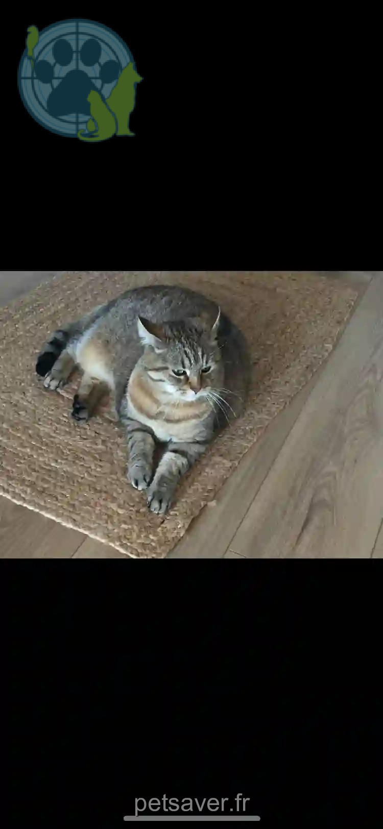 Chat Perdu 83 Var Chat Perdu 83 Var