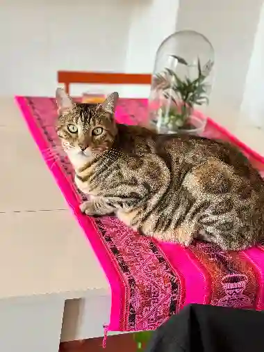 Chat Perdu 83 Var Chat Perdu 83 Var
