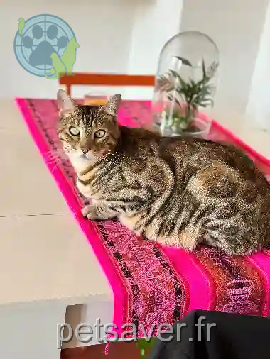 Chat Perdu 83 Var Chat Perdu 83 Var