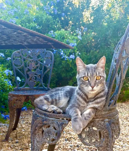 chat lost   83190 Ollioules Tommy