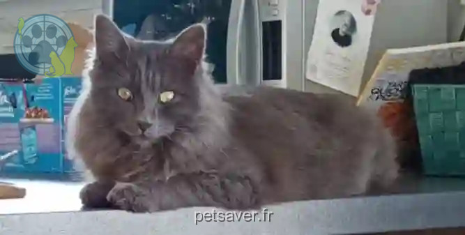 Chat Perdu 84 Vaucluse - Achille Chat Perdu 84 Vaucluse - Achille