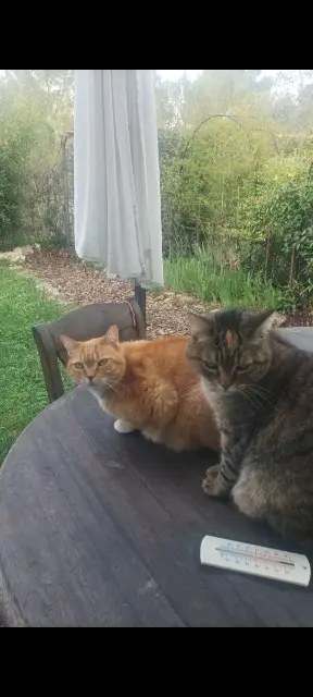 chat lost   84530 Villelaure Annaetmax