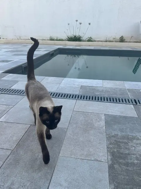 chat lost   84120 Beaumont-de-Pertuis Arès