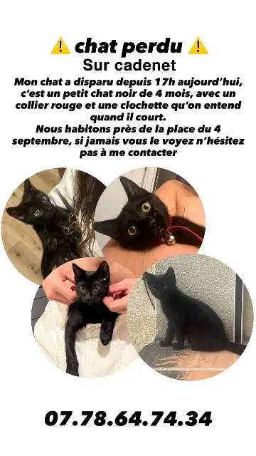 chat lost   84160 Cadenet Atilla