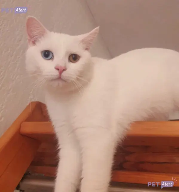 chat lost    Avignon Alastor