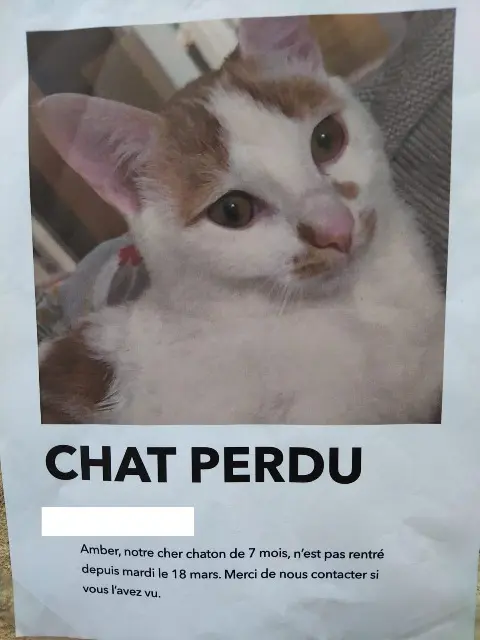 chat lost    Avignon Amber