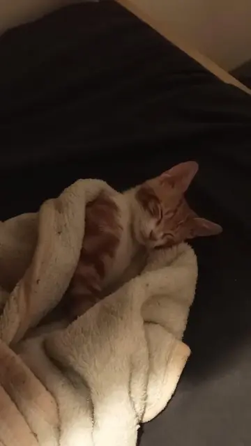 chat lost    Avignon Dali