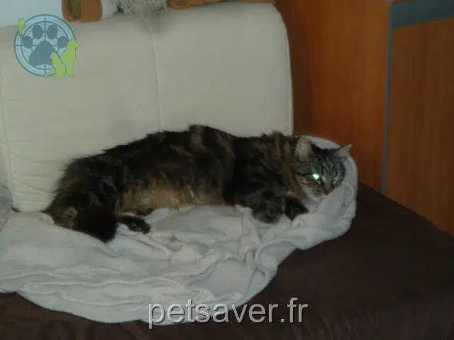 gatto lost   84000 Avignon Enzo