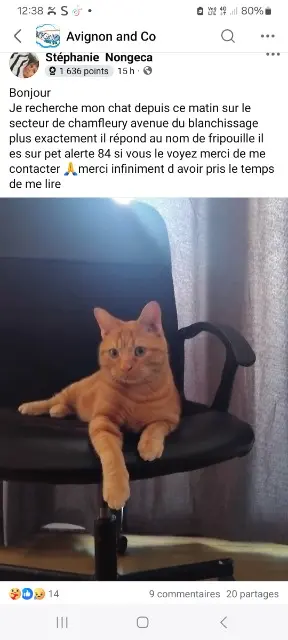 cat lost    Avignon Fripouille