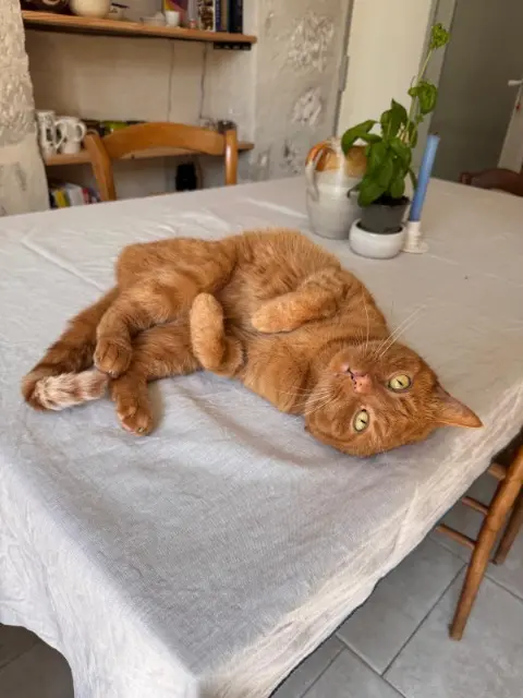 chat lost    Avignon Leo