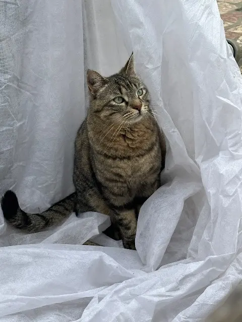 chat lost    Avignon Malo