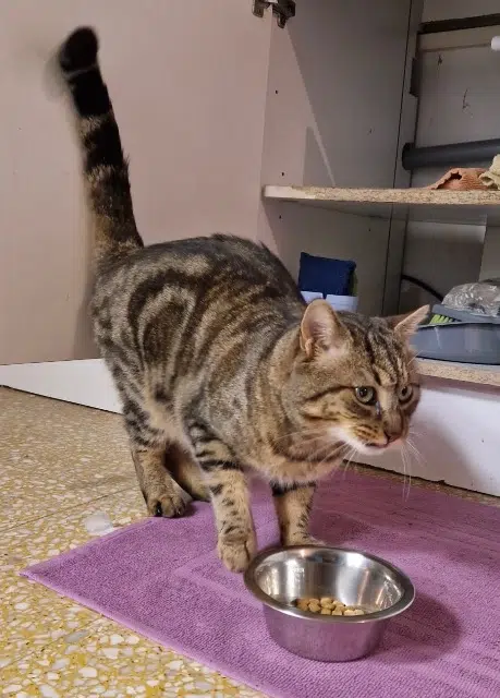 chat lost   84000 Avignon Mario