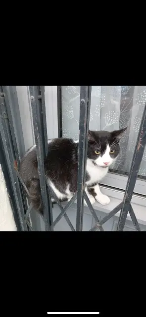 chat lost    Avignon Medine