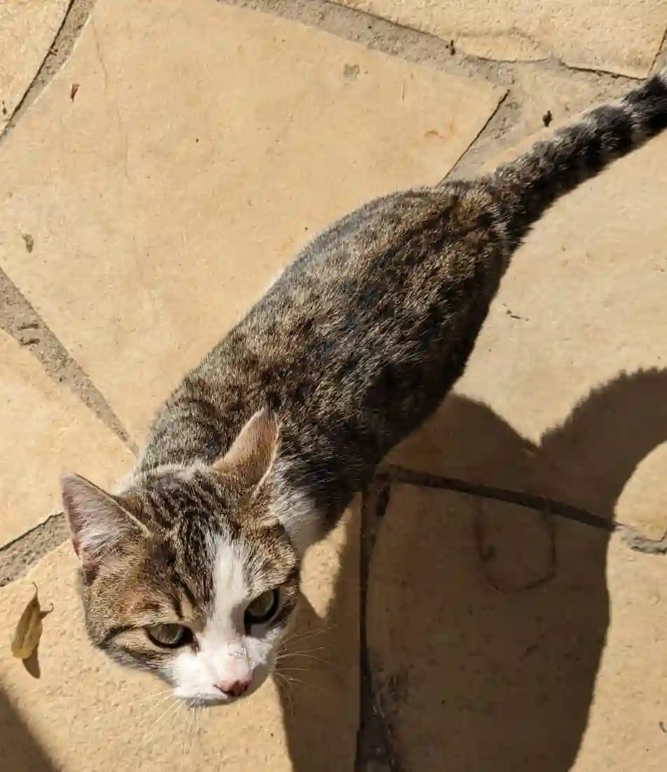 Chat Perdu 84 Vaucluse Avignon - Milo Chat Perdu 84 Vaucluse Avignon - Milo