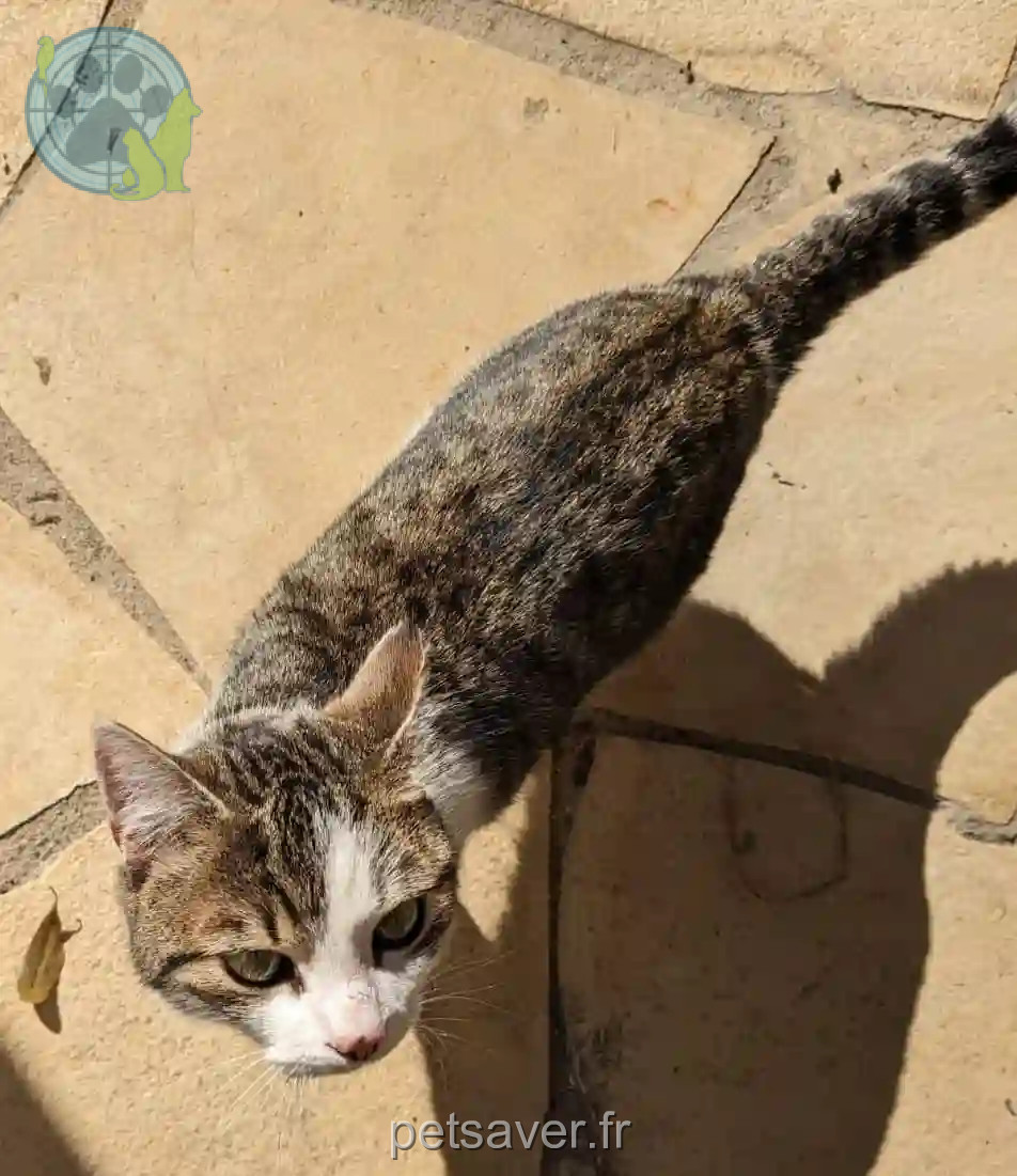 Chat Perdu 84 Vaucluse Avignon - Milo Chat Perdu 84 Vaucluse Avignon - Milo