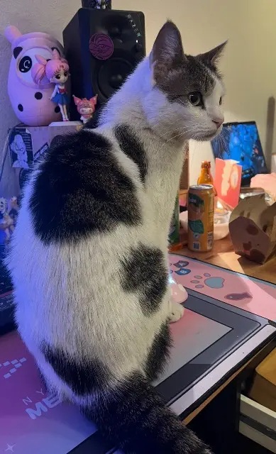 chat lost    Avignon Monsieur