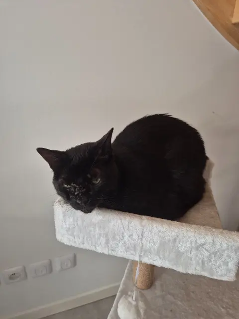 chat lost    Avignon Mowgly