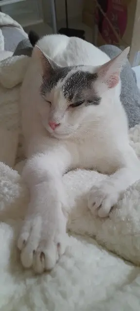 chat lost    Avignon Néo