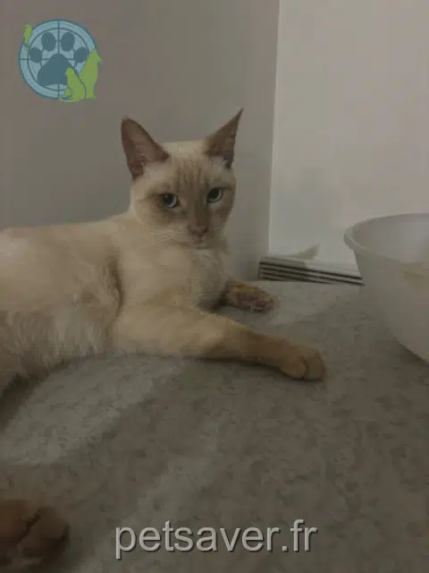 chat lost   84000 Avignon Perceval