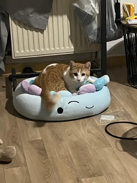 chat lost    Avignon Ponyo