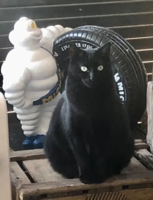 chat lost    Avignon Ricci