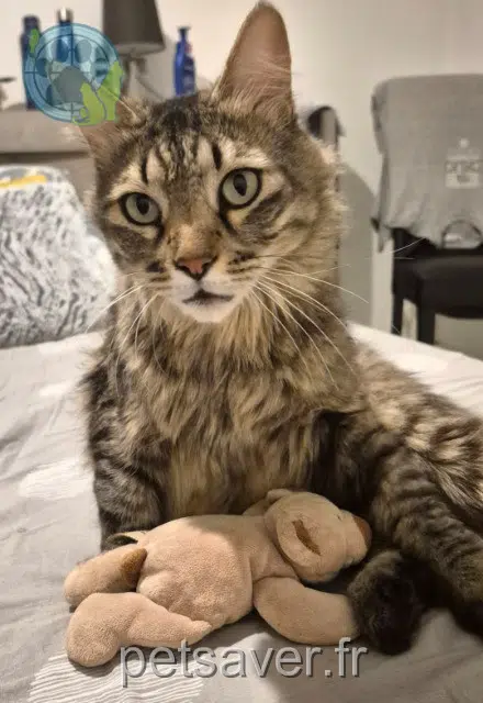 chat lost 84000 Avignon Shadow