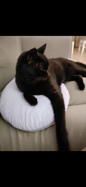 chat lost   84000 Avignon Sherlock