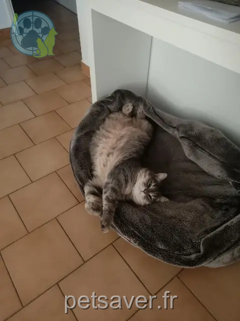gato perdido Avignon Titou gato lost Avignon Titou