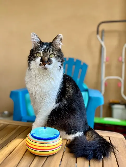 chat lost    Avignon Woody