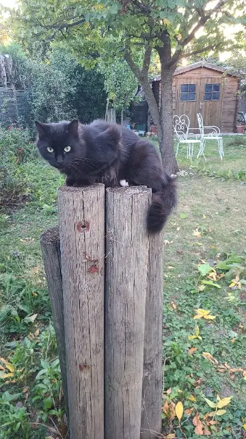 chat lost   84320 Entraigues-sur-la-Sorgue Baghera