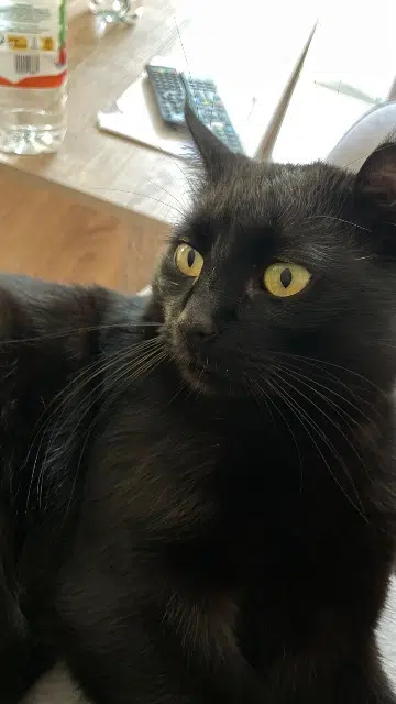 chat lost   84500 Bollène Bat