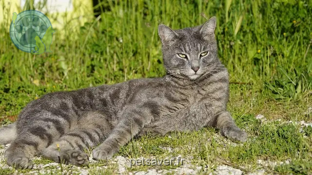 cat lost 84400 Apt Billy cat lost 84400 Apt Billy