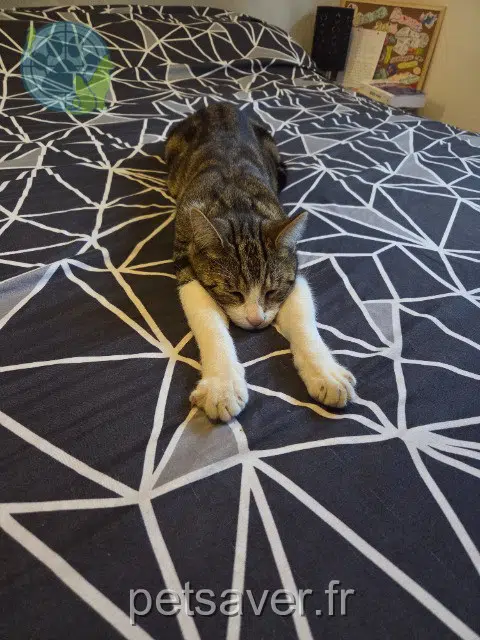 chat lost   84160 Cadenet Biscuit