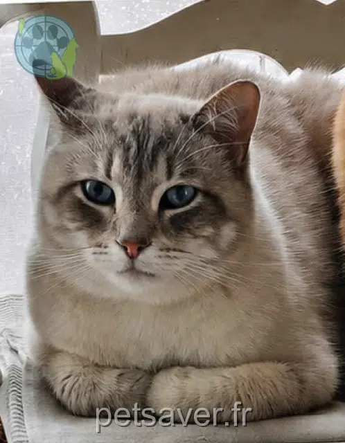 gatto lost 84800 L'Isle-sur-la-Sorgue Blue