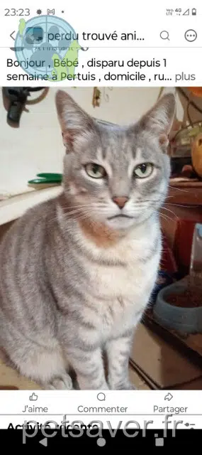 chat lost 84120 Pertuis Bébé