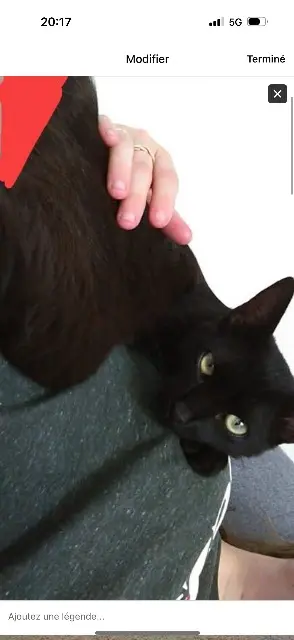 chat lost   84100 Orange Capsule